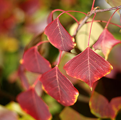 'Autumn Leaves' - Canon EF 50mm f/1.8 lens at f/2.5