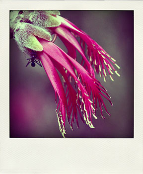 ant exploring flowers