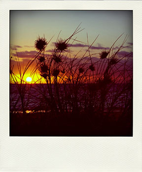 sunset through the dune grass