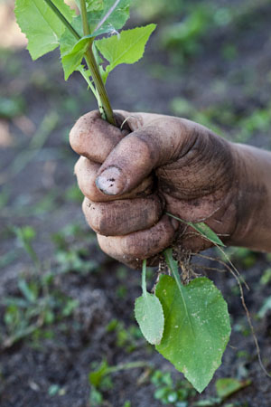 dont let the weeds get away!