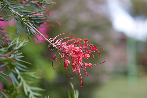 very short depth-of-field due to lens being wide open at a large aperture of f/2.8