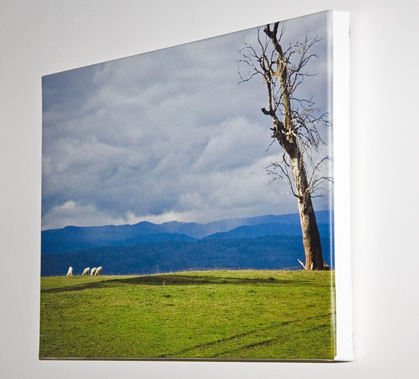 'Grazing' hanging on the wall