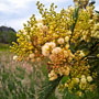 local flora (Wonthaggi and Phillip Island)