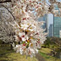 cherry blossoms