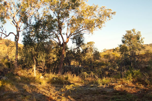 bush behind my donga
