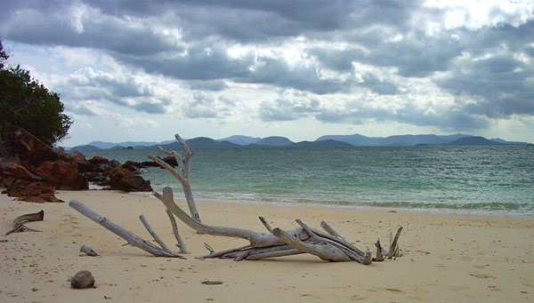 Driftwood on the beach