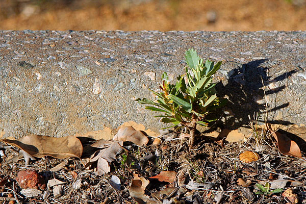 lonely growth
