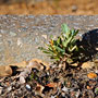 lonely growth