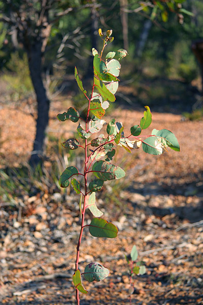 young eucalyptus tree