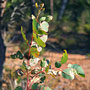 young eucalyptus tree