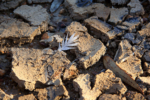 feather on dried mud
