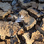 feather on dried mud