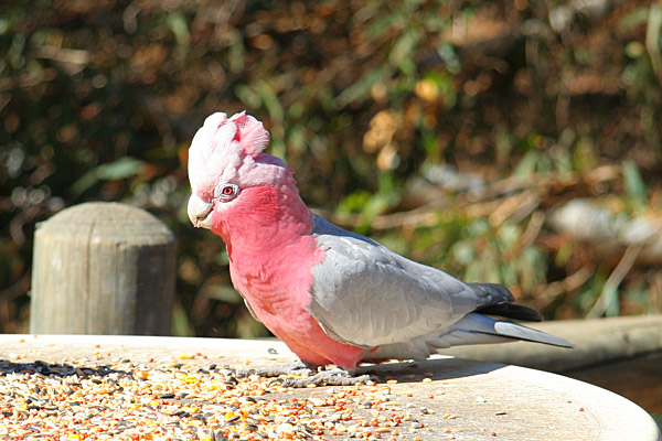 pink and grey galah