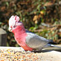 pink and grey galah
