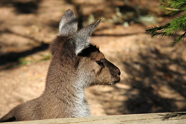 young kangaroo