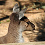 young kangaroo