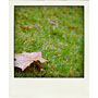 lonely autumn leaf