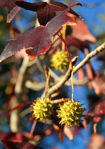 Autumn colours