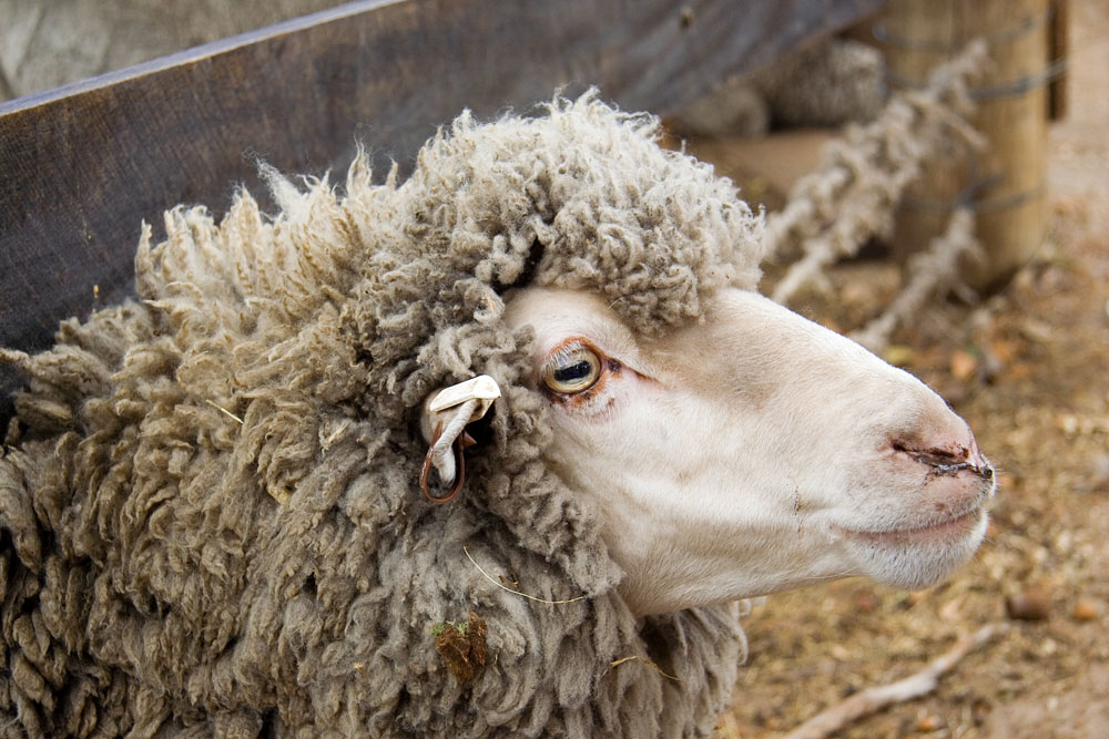Merino sheep watching the photographer!