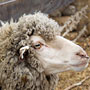 Merino sheep watching the photographer!