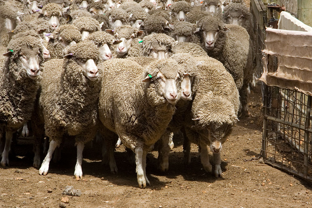 here come the sheep
