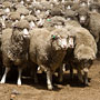 here come the sheep