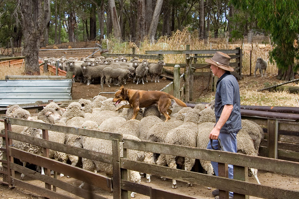 Australian Kelpie keeping the sheep moving
