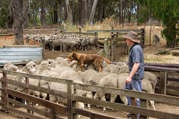 Australian Kelpie keeping the sheep moving