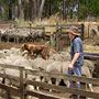 Australian Kelpie keeping the sheep moving