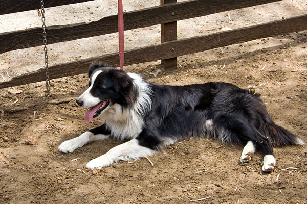 Border Collie resting after rounding up the sheep