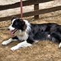 Border Collie resting after rounding up the sheep