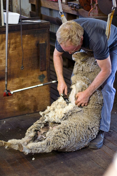 shearing a Merino sheep with machine shears