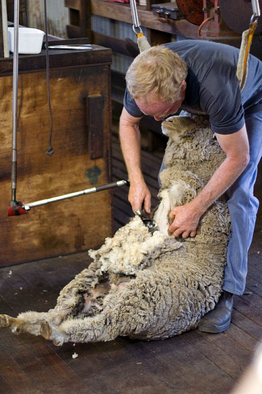 shearing a Merino sheep with machine shears