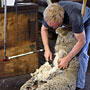 shearing a Merino sheep with machine shears