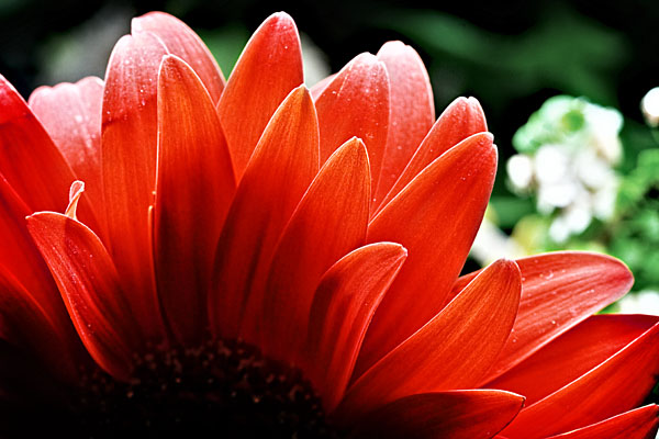 red gerbera petals