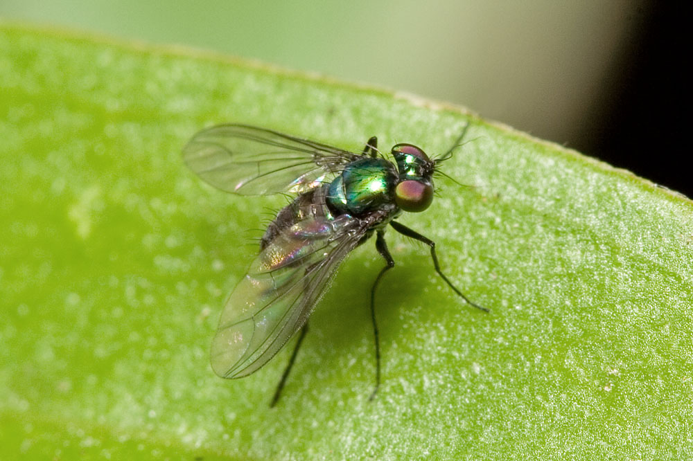 long legged fly