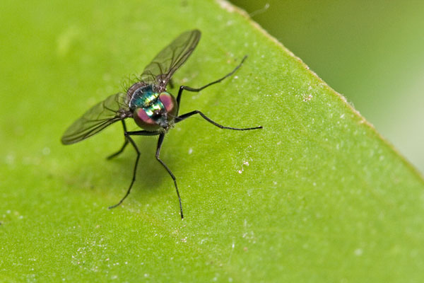long legged fly