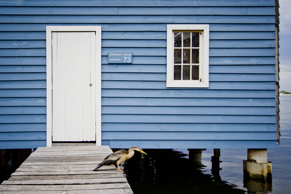 darter in front of the Crawley Edge Boatshed
