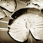 water lily leaf (Sunrise from Kings Park)