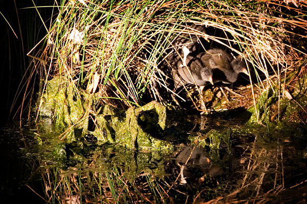 water bird nest