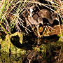 water bird nest