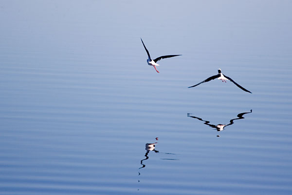 Black-winged Stilts flying over the lake