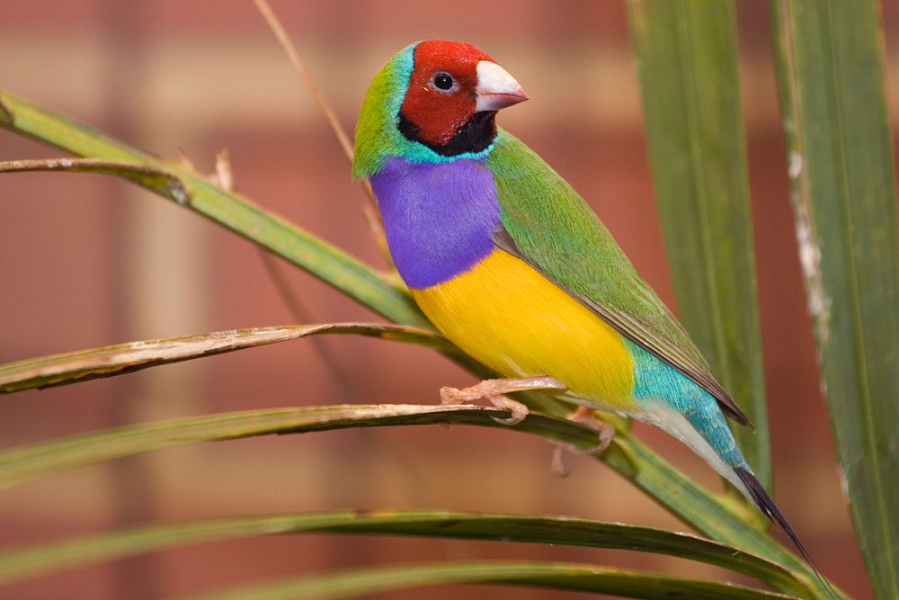 adult male Gouldian Finch
