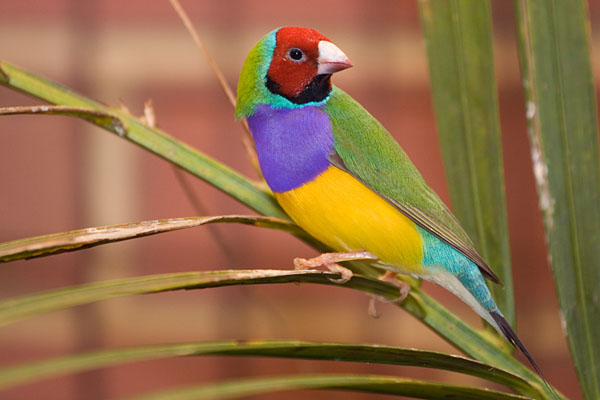 adult male Gouldian Finch