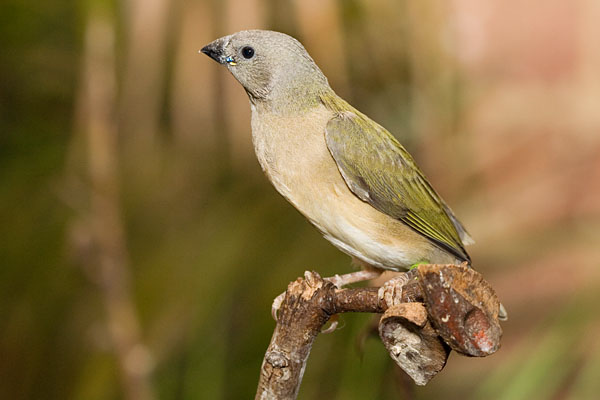 young Gouldian Finch