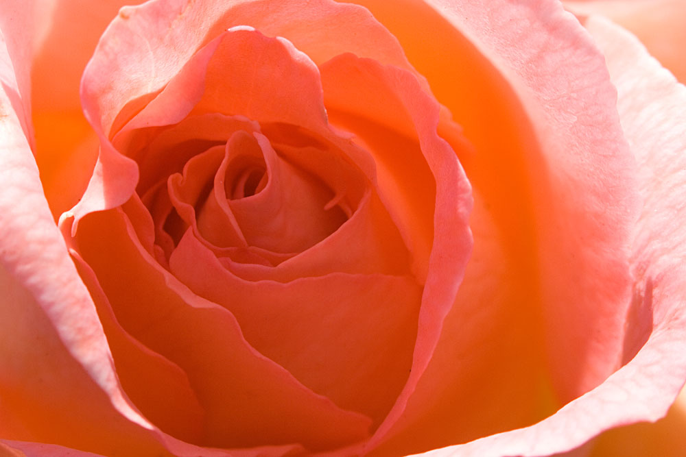 heart of a rose