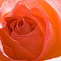 heart of a rose