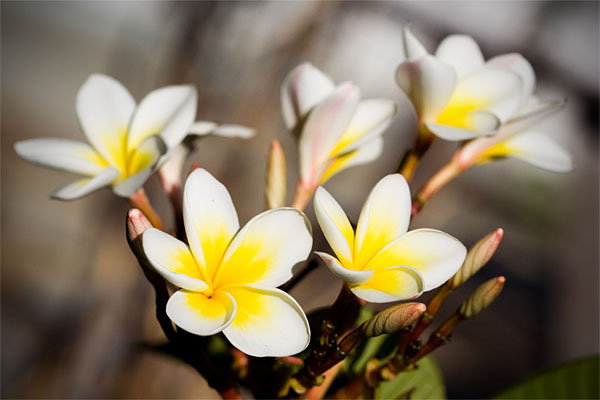 frangipani flowers