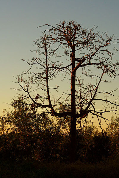 Dawn near South Alligator