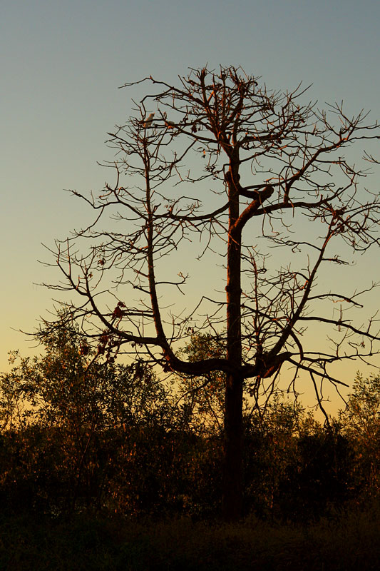 Dawn near South Alligator